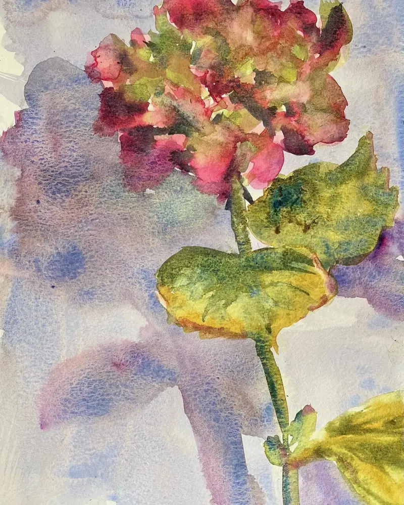 BLUE HYDRANGEA